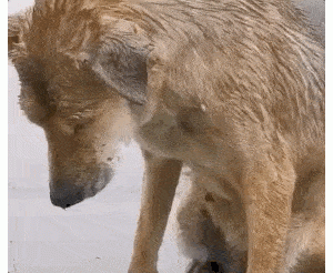 不要“抛弃”这4种狗狗啦！它们活不下去的