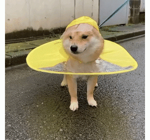 给柴柴买了个新雨衣，但它穿上散步的画面，也太好笑了！