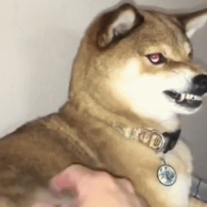 你家狗狗晚上会发出“哭声”吗？可能是这些原因