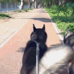 这7种狗太“难遛”了，出门容易，回来可就难了！