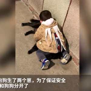 “2岁萌娃拿捏大黑狗视频”走红，母亲：为安全已把“两人”分开