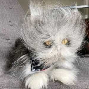 一只猫能有多“潦草”，直到看到了这只“可爱的鳌拜”