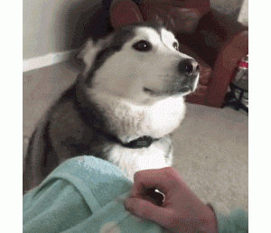 狗狗喜欢用头“拱你”，有这些原因，可惜铲屎官没看懂