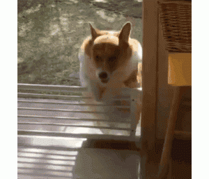 柯基犬容易养吗？看完这些优缺点，就知道答案了