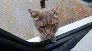 车里跳进一只猫，撒娇亲吻求抱抱，第二天见面时，不忘4个小伙伴