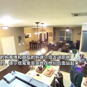 美国一只狗趁主人与朋友聊天时在其身后偷走一大块牛排