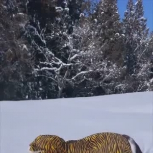 “胖虎”雪中霸气巡视，要不是那个大白肚子……