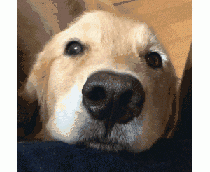 金毛这些行为，是在对你“求原谅”