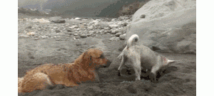 狗为什么刨土？