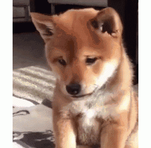 这5种狗狗，任你挑选一只，你会带哪只回家？