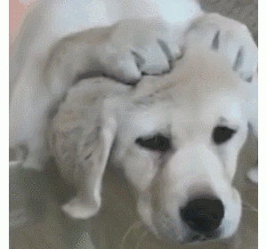 狗狗出现这些“现象”，说明它在慢慢变老，要好好惜它