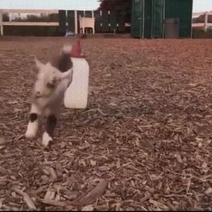 每日一笑，你你你你要跳舞吗～