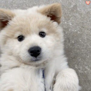 你养的狗代表了你的“性格”，真的超准！