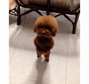 泰迪和比熊更适合养哪个？看完这个，就知道答案了