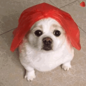 天啊！世界上最小的五种狗狗！看完都快被萌化了！