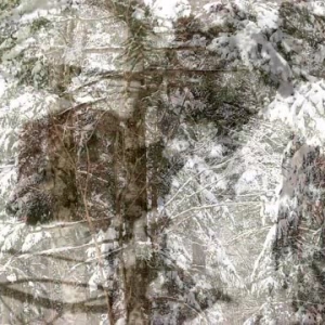 视频丨紫貂 Martes zibellia