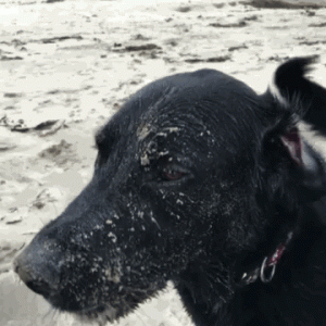 养“黑狗”真的很邪门吗？有人给出了这样的回答！