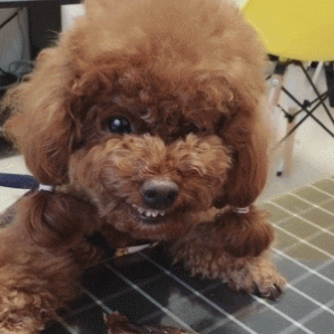 泰迪最常见的“毛病”，主人最好不要惯着它！