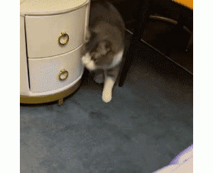 每日一笑，就连狗子都会玩杂技了