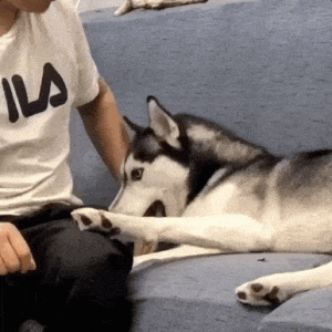 养狗后我才明白，它突然“假咬”，是有这些意思