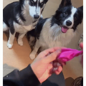 边牧跑丢后主人四处寻找，而它居然找了个站台，自己坐公交车回了家！