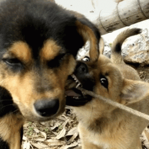 盘点“中华田园犬”的7大优点，哪一点比宠物狗差了！