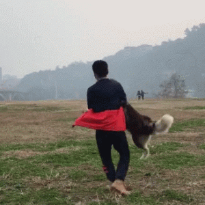 为什么狗不让抱，却喜欢让人摸？真相在这里