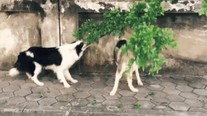 你家狗身上有这些问题，证明你养狗很失败