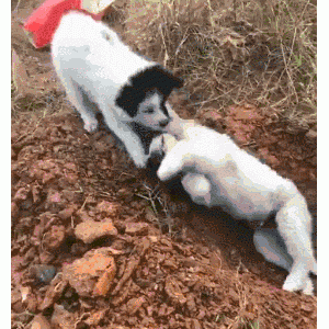 狗死后不能埋！这是有科学依据的，铲屎官别不知道