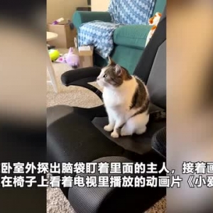 可爱！国外一只猫咪每天早晨求主人开电视看动画片