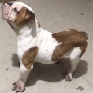 疑因眼睛有问题，瘦斗牛犬被扔出家门成为流浪狗，委屈狗狗：主人他不要我了