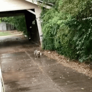 狗子捡了一只流浪小奶猫，三步一回头生怕没跟上……太暖了！