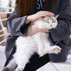 一只猫真正“依赖”你，才会有这些现象