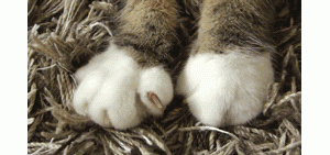 猫尊老爱幼，逮到中间的使劲揍