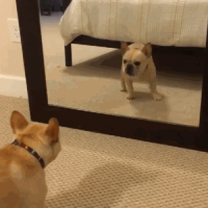 法斗犬适合养吗？先了解它的优缺点，再考虑也不迟！