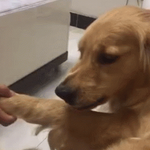 摸狗爪子它会很反感？这些真相，资深铲屎官也未必全知道