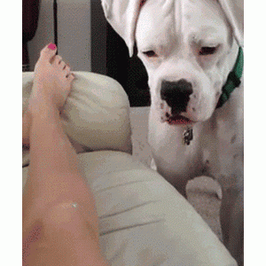 被疯狗攻击时，可以击打它哪里？学几招，必要时能自救