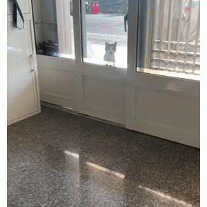 14岁老哈士奇刚出院，它救过的一只流浪猫特地上门拜访……