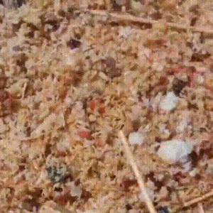 太可怜了！800多只死里逃生的猫狗，无粮可吃，只能靠剩饭剩菜为生！