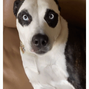 狗子因自带黑眼圈走红，看了它一家三口的长相后……爆笑如雷了！