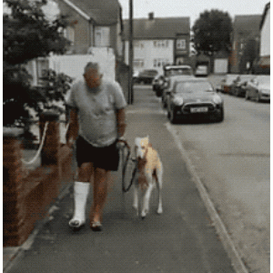 主人带瘸腿狗去医院检查，随后都不想说话了：装得可真像