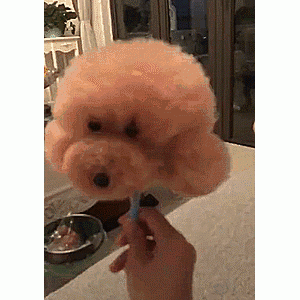 “纯种”泰迪犬，一般都有这6个特征！