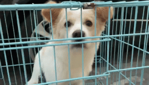 上沙塘晏村部分宠物已安全转运！福田临时宠物安置点正在布置中