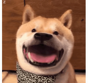 狗狗不能吃的食物，对它来说是致命的！