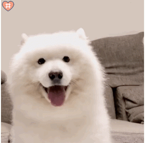 狗狗为什么总是“舔”你？原来是在发出“秘密信号”！