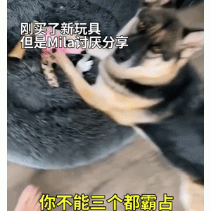 养了一只很小气的狗子是什么体验？