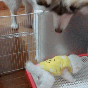 狗狗“拉便便”时，盯着铲屎官是为什么？别想歪！