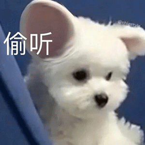 为何有些“爱狗人士”，宁愿“购买”也不“领养”