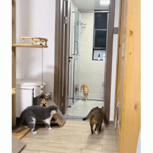 惊呆了！我是特种兵之重生为猫？果然有些橘猫没长胖是有原因的！