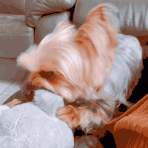 约克夏——我是粘人的“活宝石”，网友：我能退货吗？